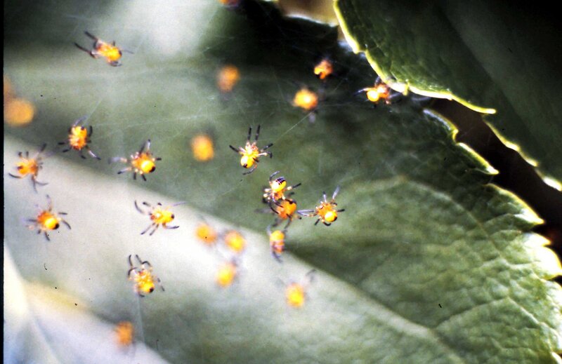 Yellow Spiderlings on Leaf