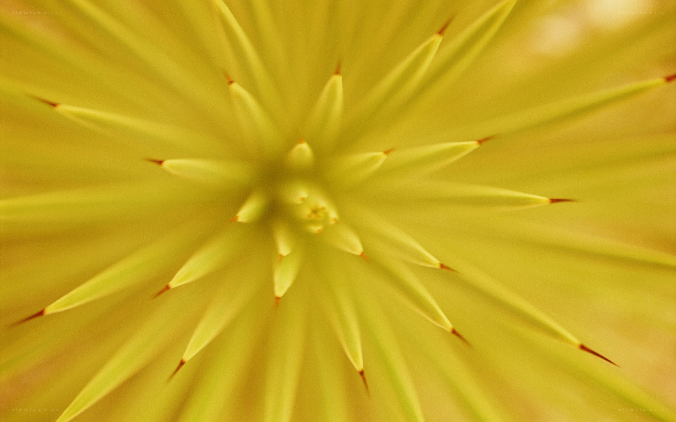 yellow spiky plant center