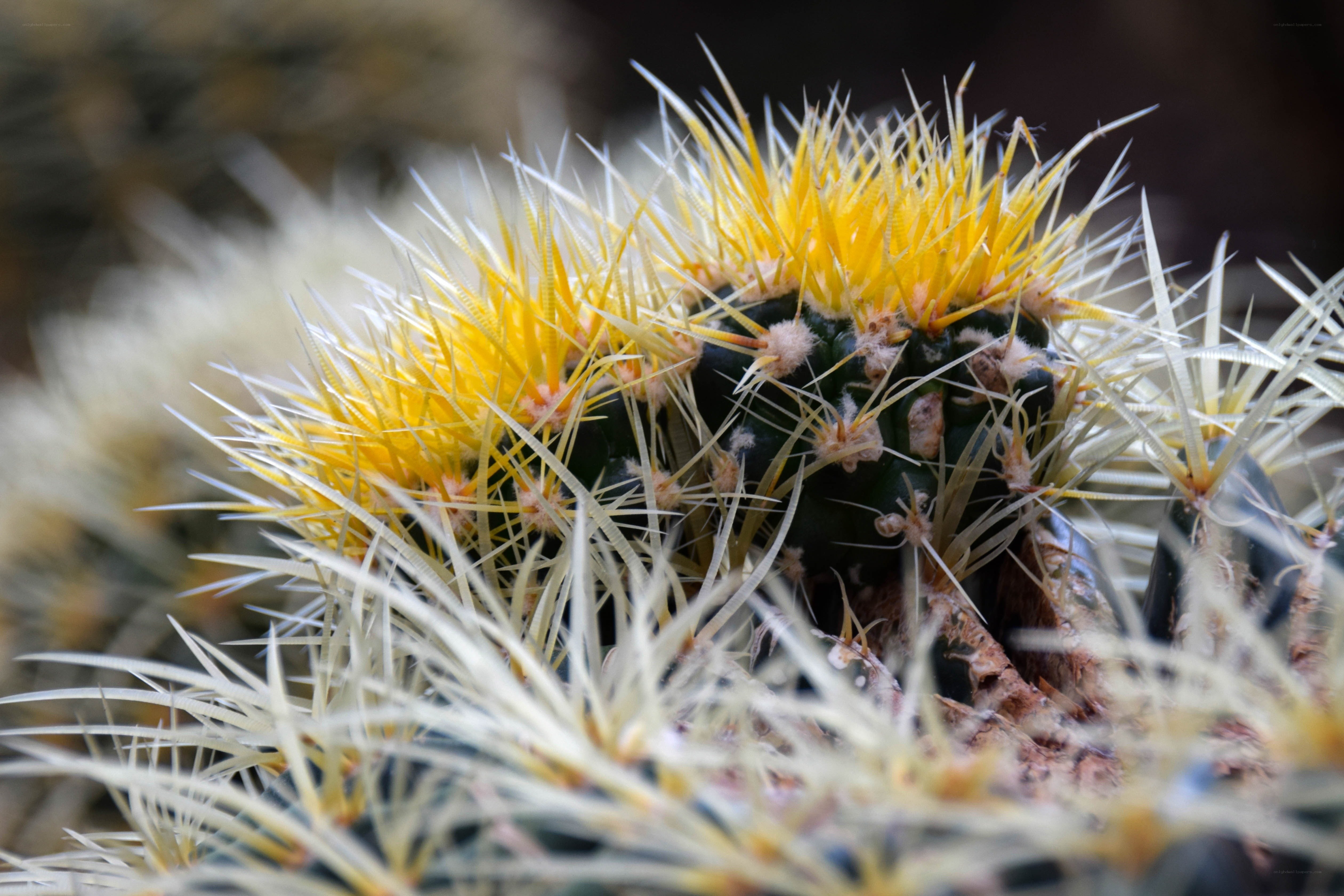Yellow-spined cactus close-up
