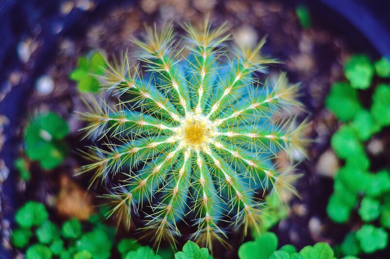 Yellow-spined Cactus