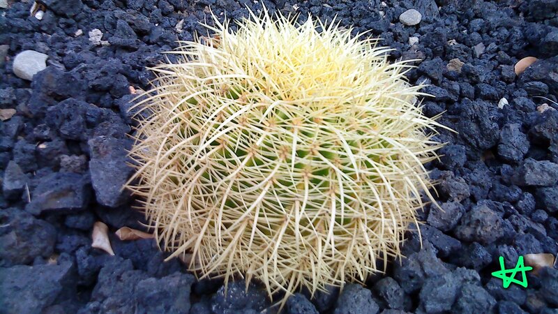 yellow spiny cactus on black gravel