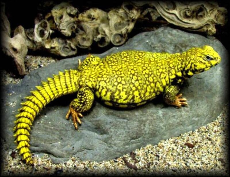 Yellow Spiny-tailed Lizard