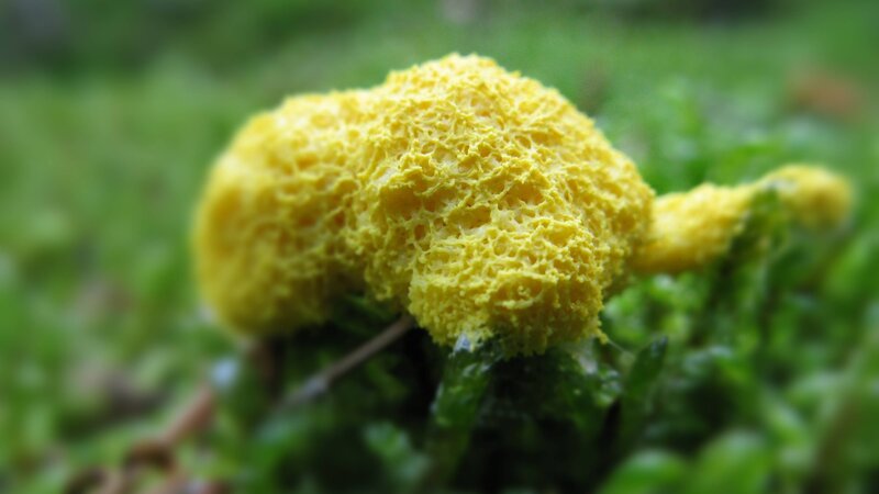 yellow sponge fungus
