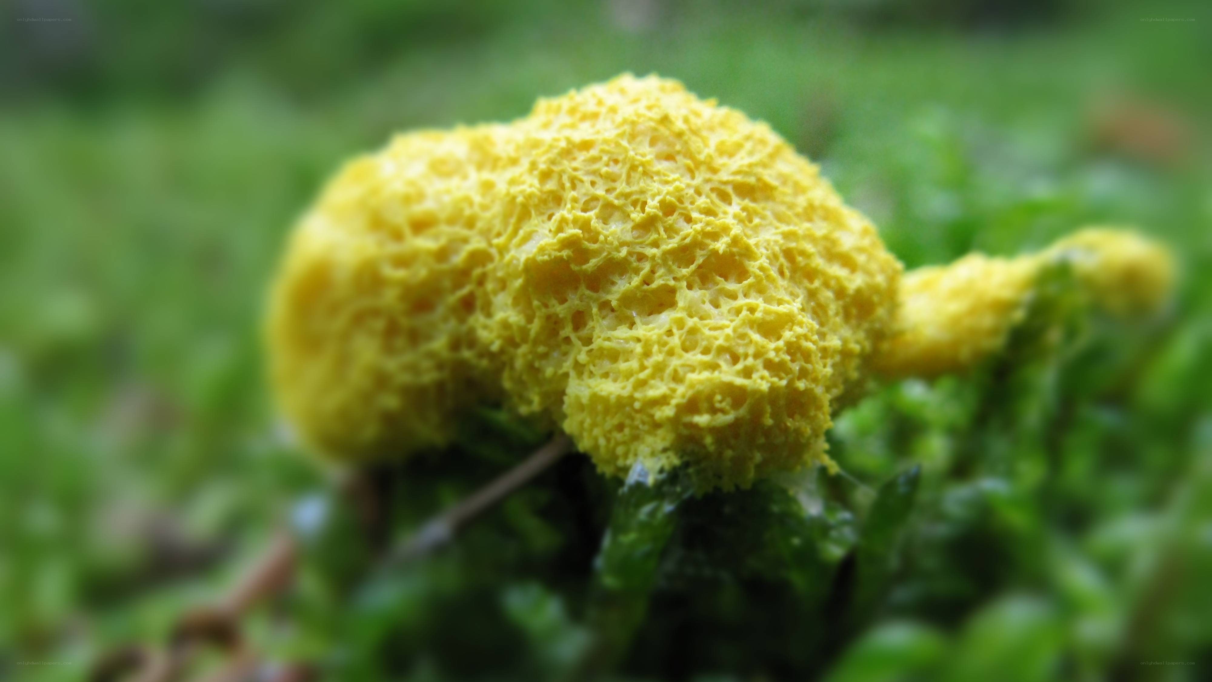 yellow sponge fungus