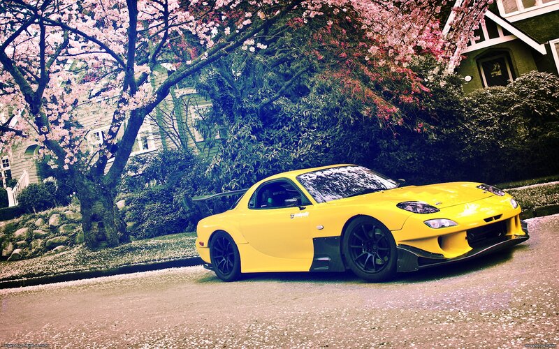 Yellow sports car under cherry blossoms