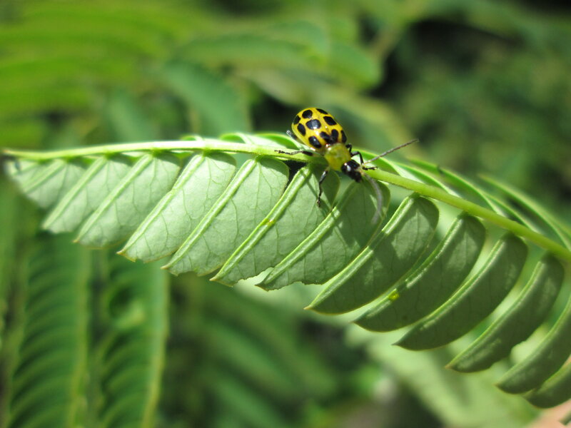 Yellow Spotted Beetle — Green