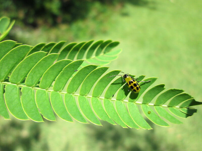 Yellow Spotted Beetle