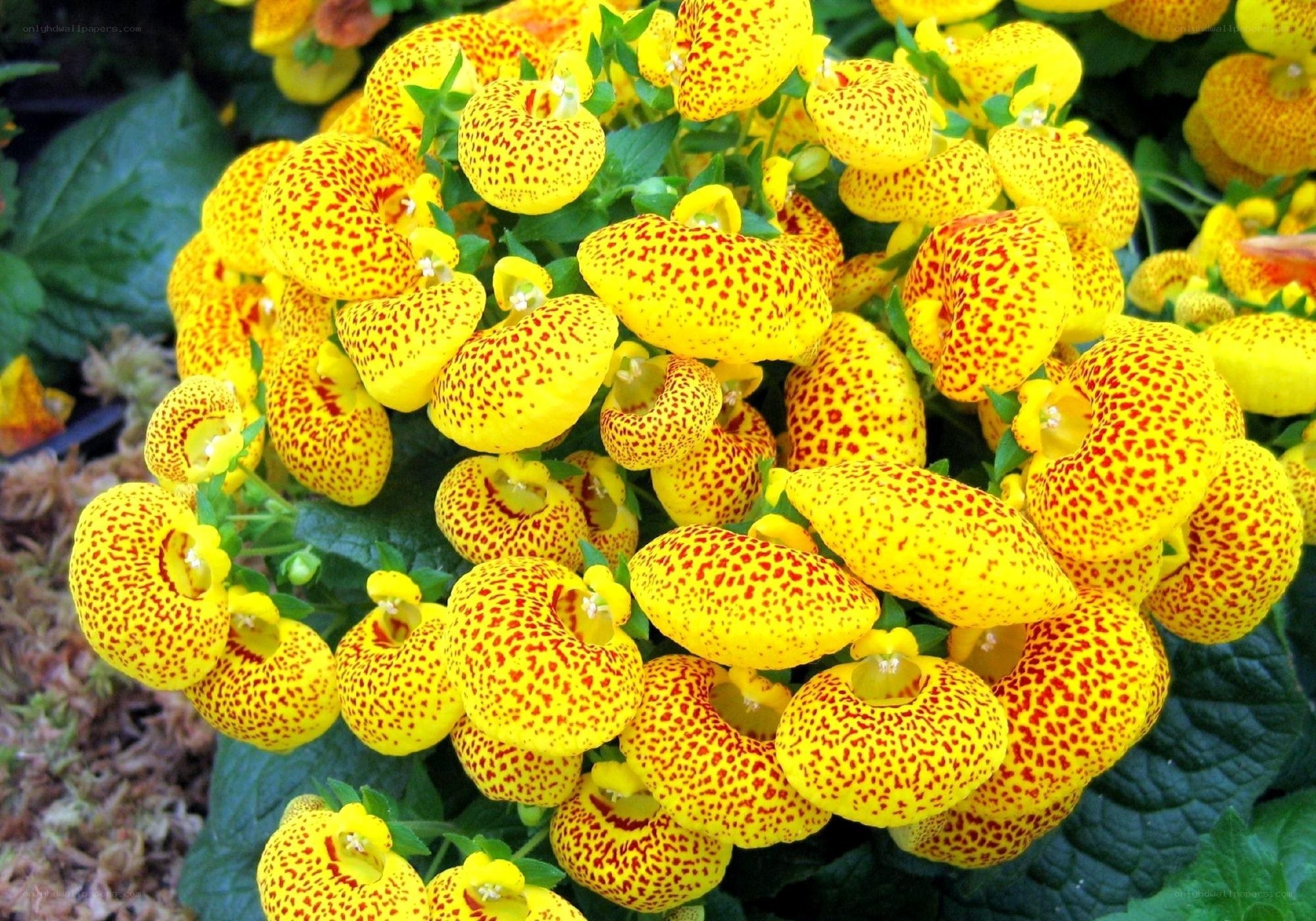 yellow spotted calceolaria flowers
