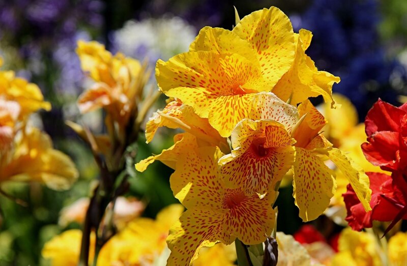 Yellow spotted canna lilies