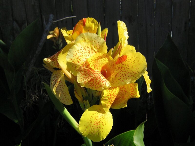 Yellow spotted canna lily