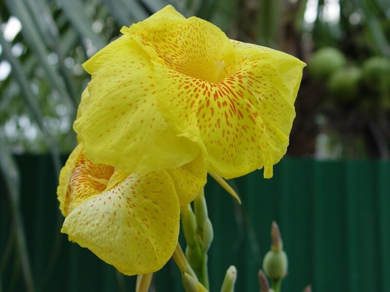 Yellow Spotted Flower — Calm