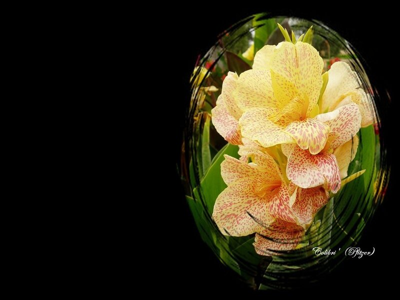 yellow spotted flower in glass