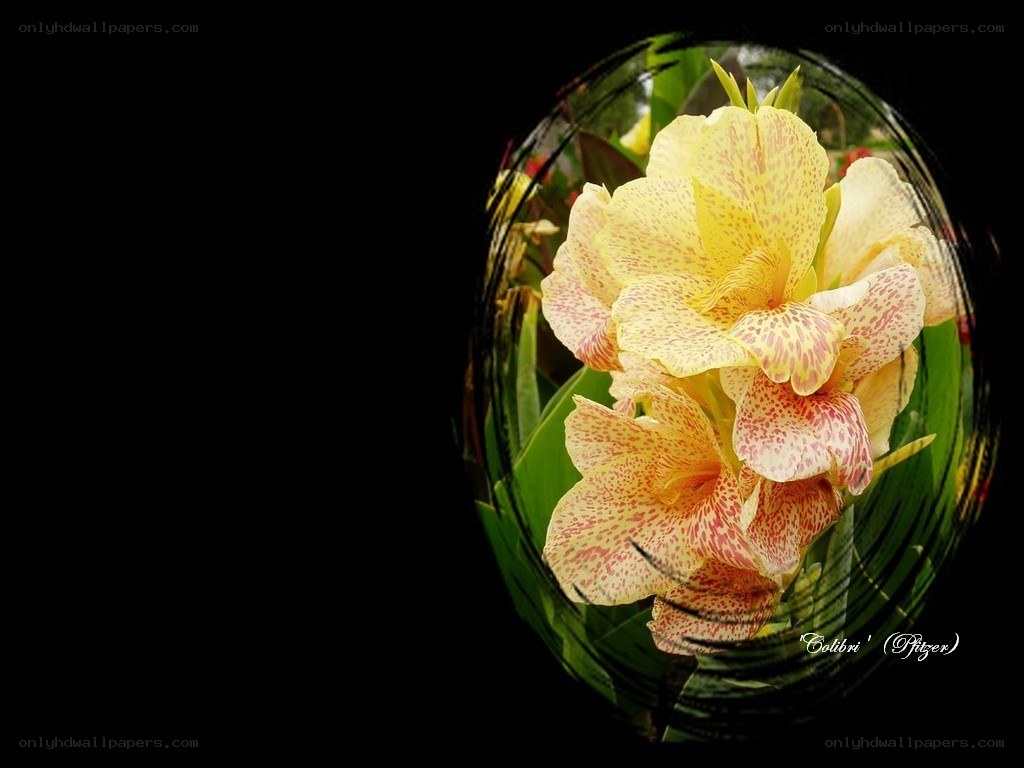 yellow spotted flower in glass