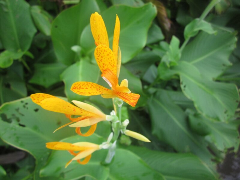 Yellow Spotted Flower