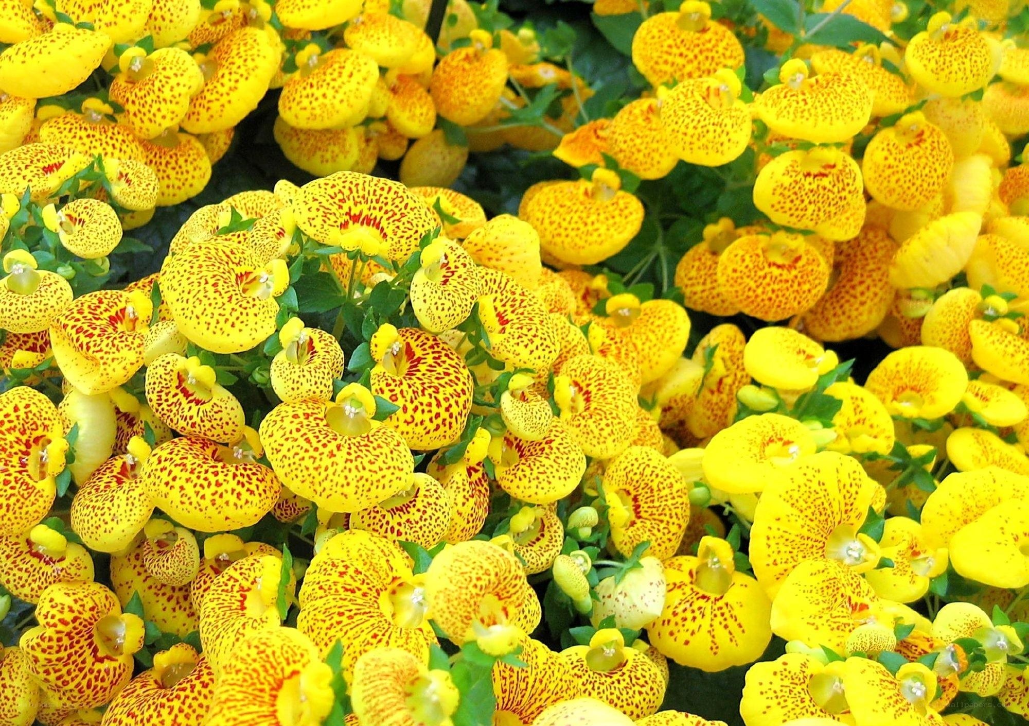 Yellow spotted flowers in bloom