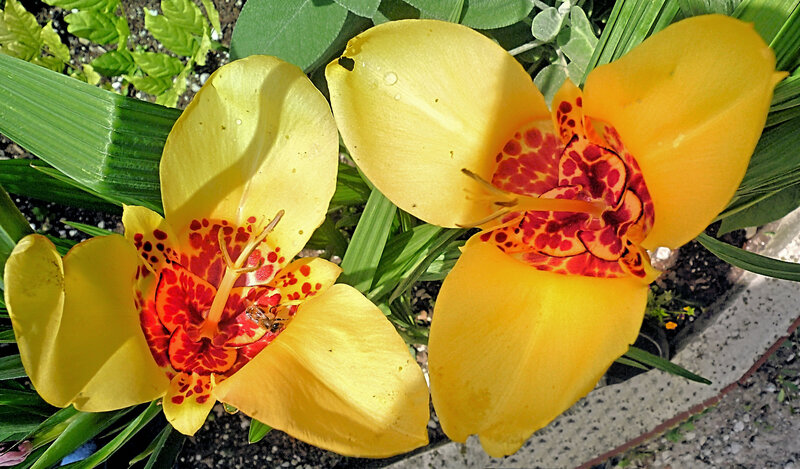 Yellow Spotted Flowers — Natural, Afternoon