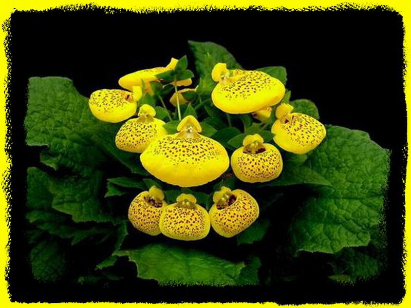 Yellow Spotted Flowers — Natural, Photograph