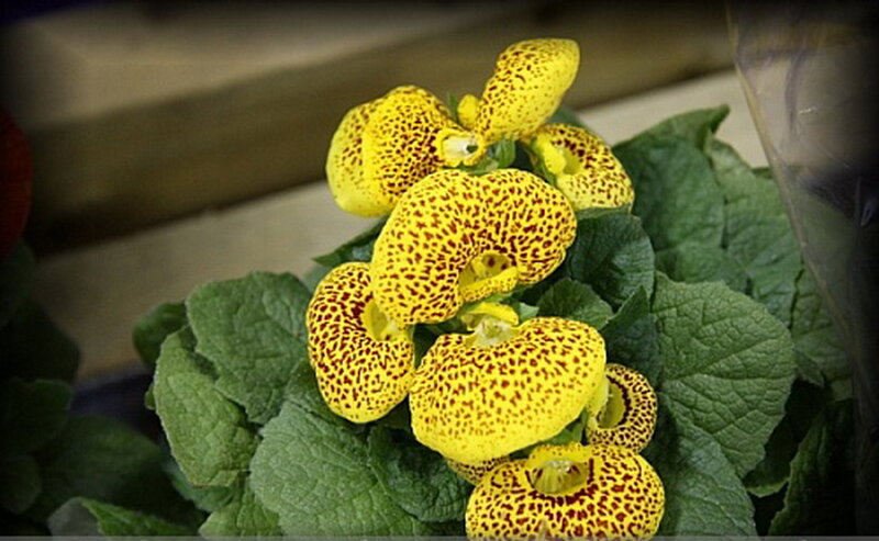 Yellow Spotted Flowers — Natural