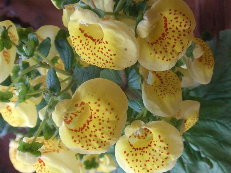 Yellow Spotted Flowers