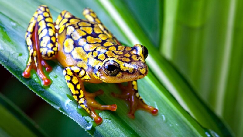 Yellow-spotted Frog — Green, Natural