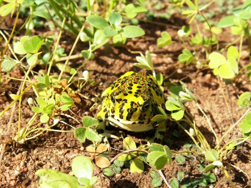 Yellow Spotted Frog