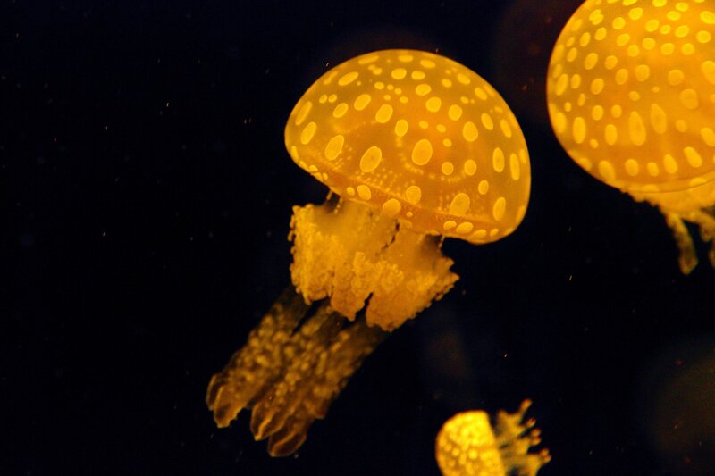 Yellow Spotted Jellyfish