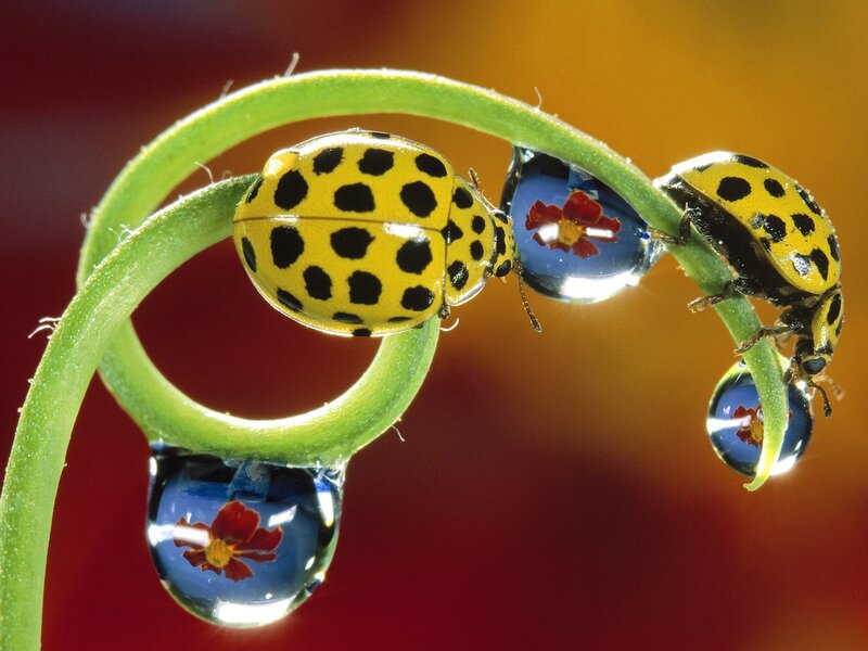 Yellow Spotted Ladybugs — Green, Serene, Photograph