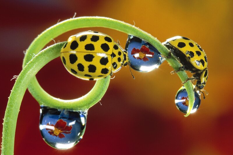 Yellow Spotted Ladybugs — Green, Serene