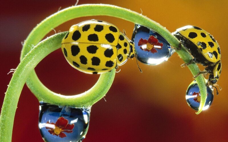 Yellow Spotted Ladybugs — Green