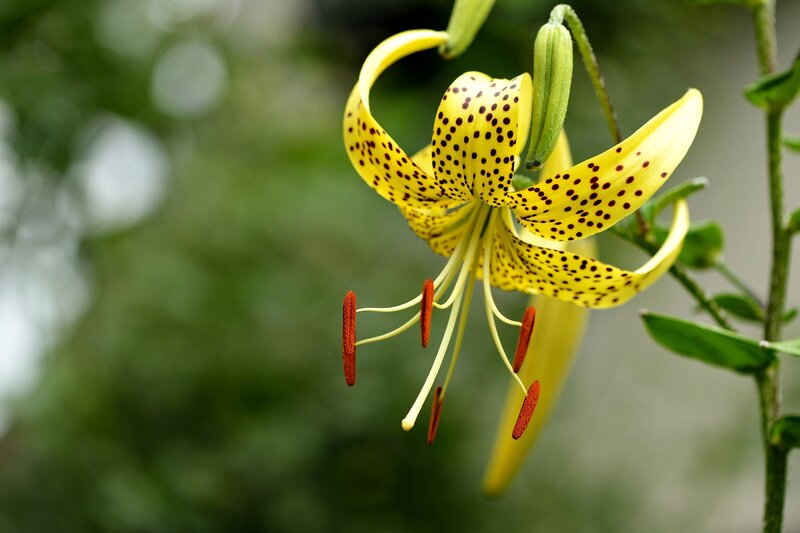 Yellow Spotted Lily Flower — Natural, Photograph
