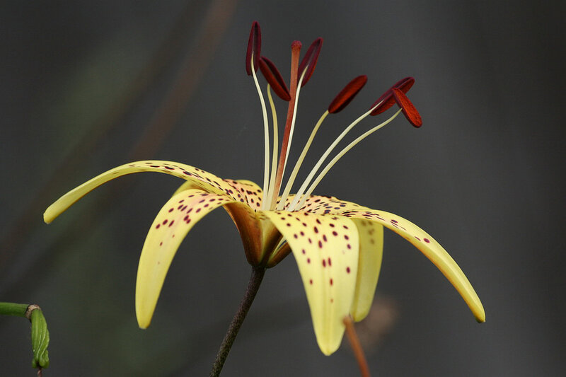 Yellow Spotted Lily Flower — Natural
