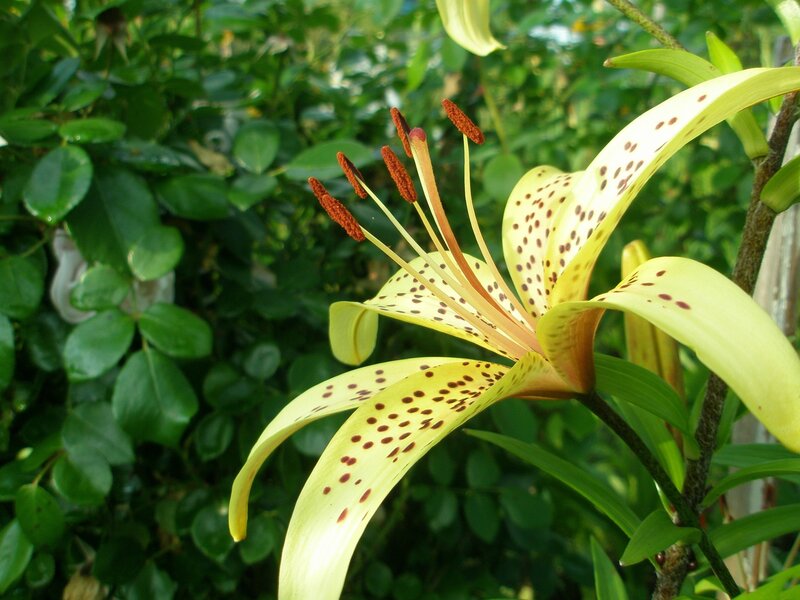 Yellow Spotted Lily