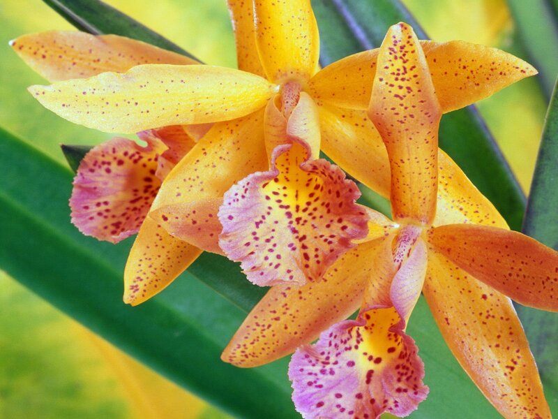 Yellow Spotted Orchid — Vibrant