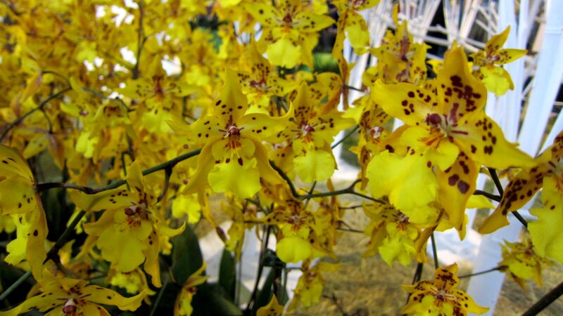 Yellow Spotted Orchids