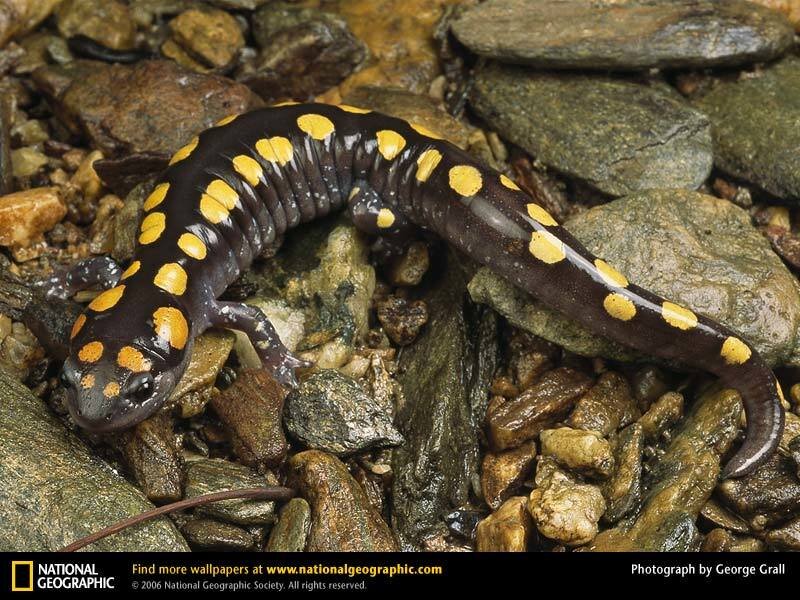 Yellow-spotted salamander on rocks