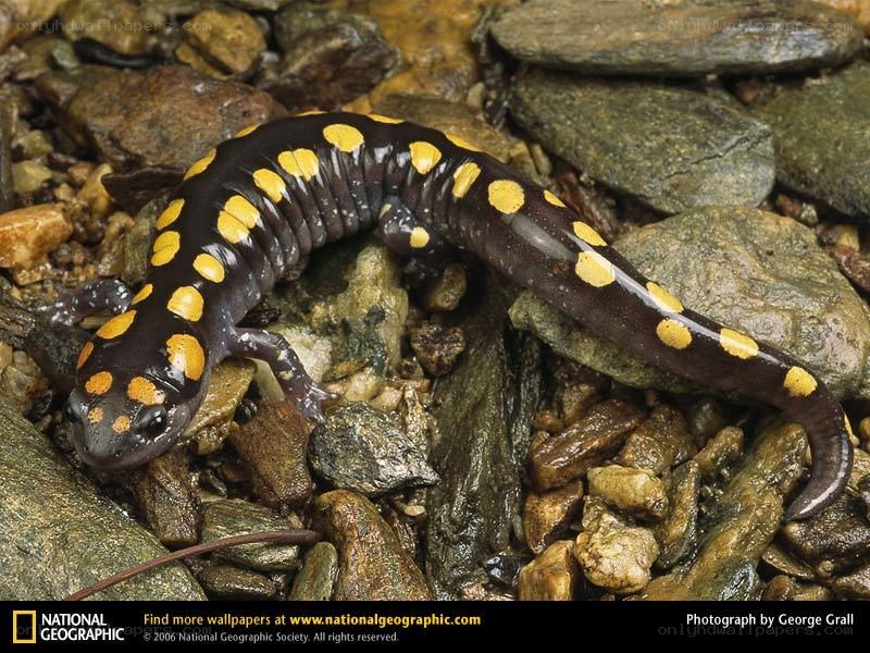 Yellow-spotted salamander on rocks