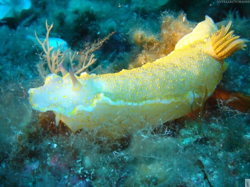 Yellow-spotted sea slug