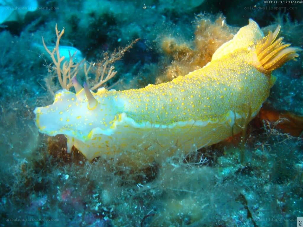 Yellow-spotted sea slug
