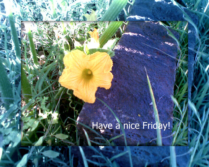 Yellow Squash Flower — Calm