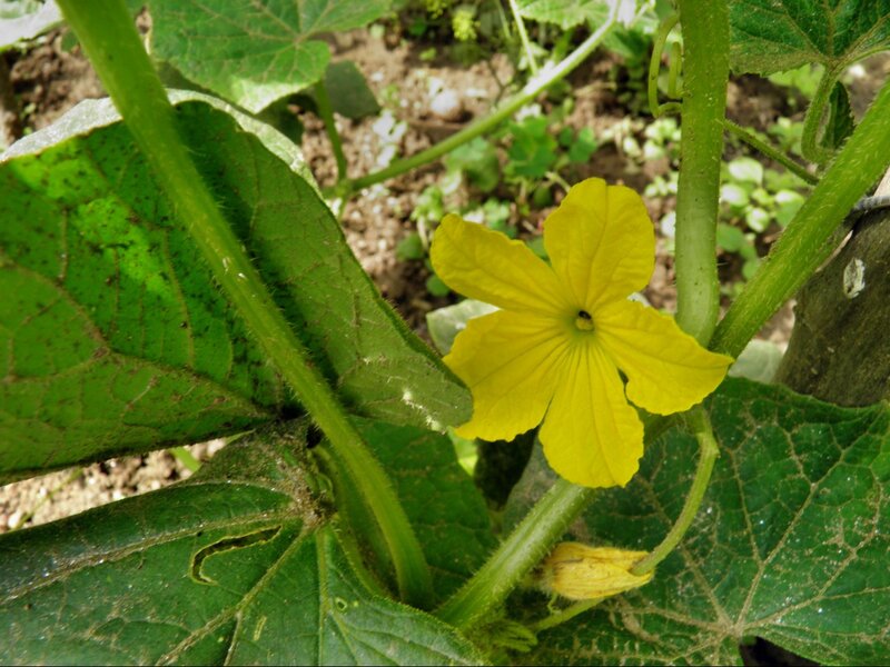 Yellow squash flower in garden