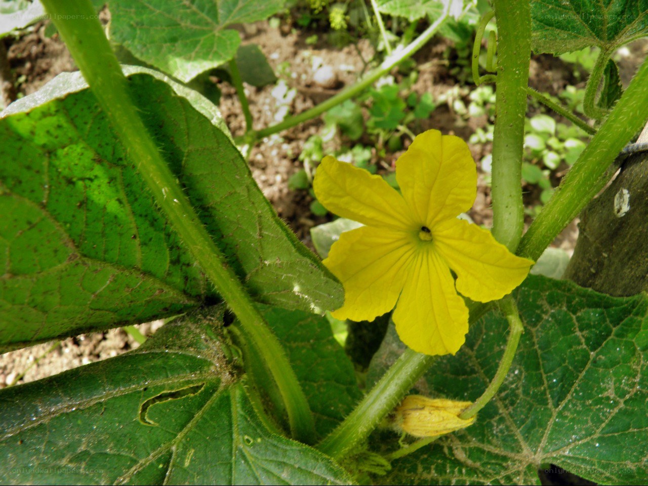 Yellow squash flower in garden