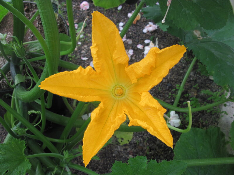 Yellow Squash Flower — Natural, Afternoon