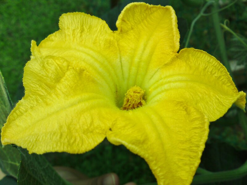 Yellow Squash Flower — Natural