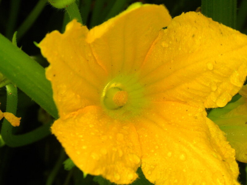 Yellow Squash Flower