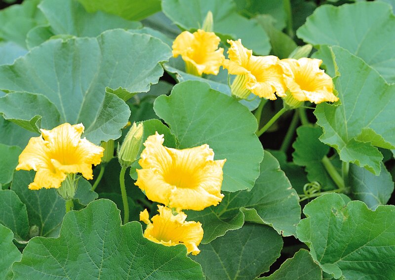 yellow squash flowers blooming