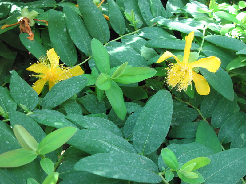 Yellow St. John's Wort Flowers — Natural, Afternoon