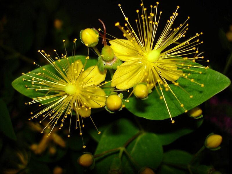 Yellow St John's Wort Flowers — Natural, Night