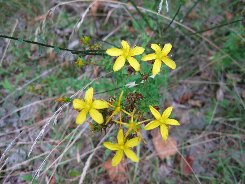 Yellow St. John's Wort Flowers — Natural, Summer, Photograph, Grass