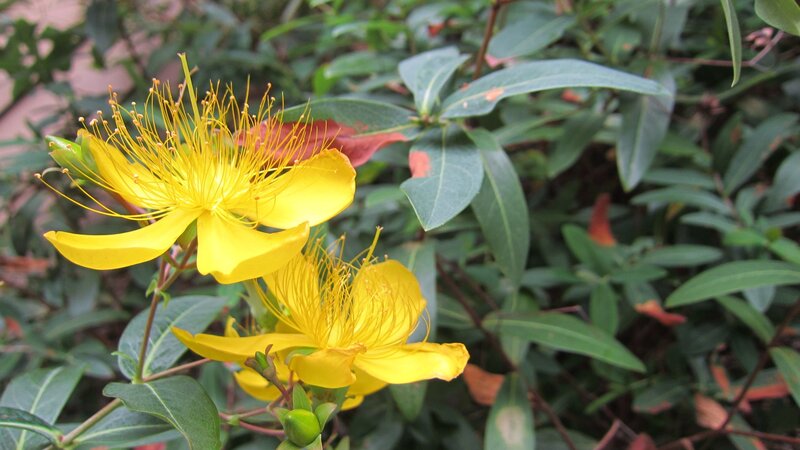 Yellow St John's Wort Flowers — Natural, Summer, Photograph