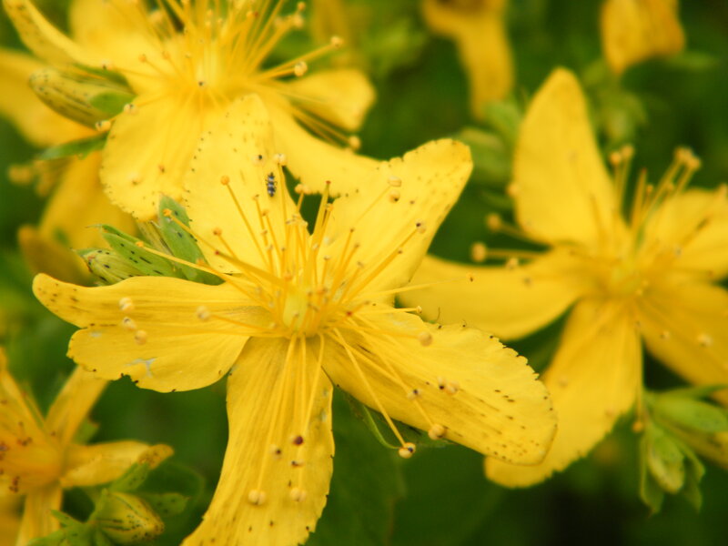 Yellow St John's Wort Flowers — Natural, Summer